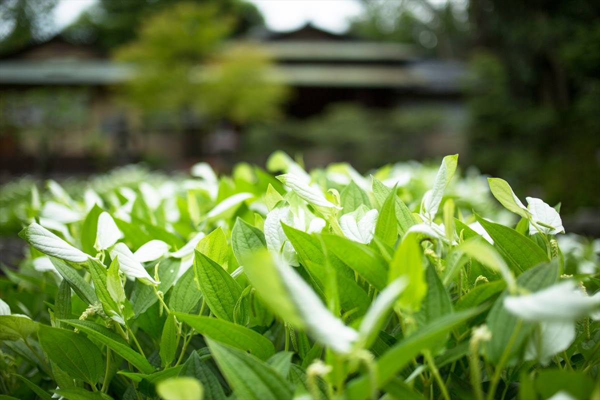 京都両足院から生配信　伊藤東凌氏による　オンライン　マインドフル瞑想＆庭園散歩の写真4