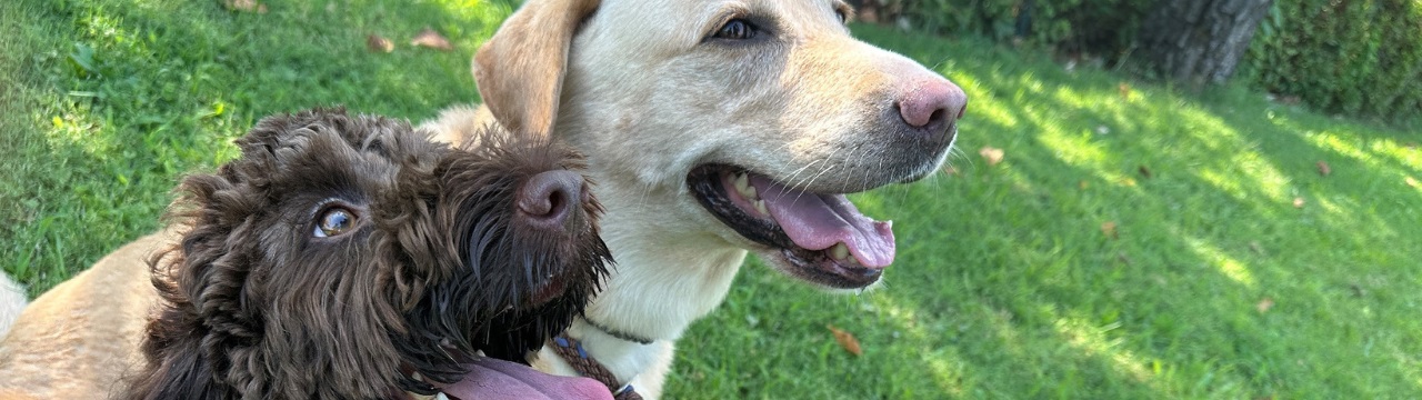 愛犬の介護予防のためのお散歩術～犬も飼い主も足腰が大事〜