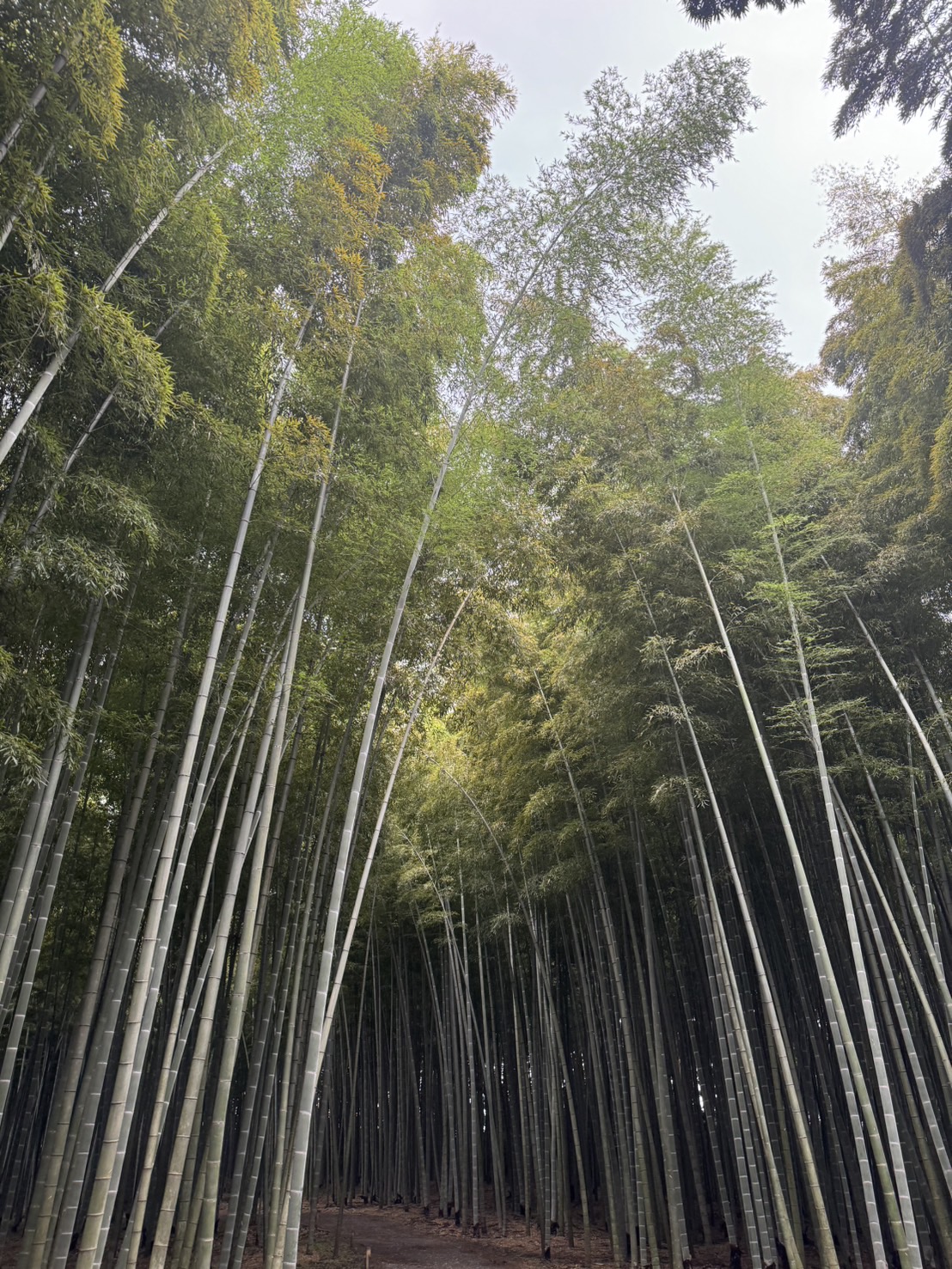 BAMBOO TOUR IN TOCHIGI