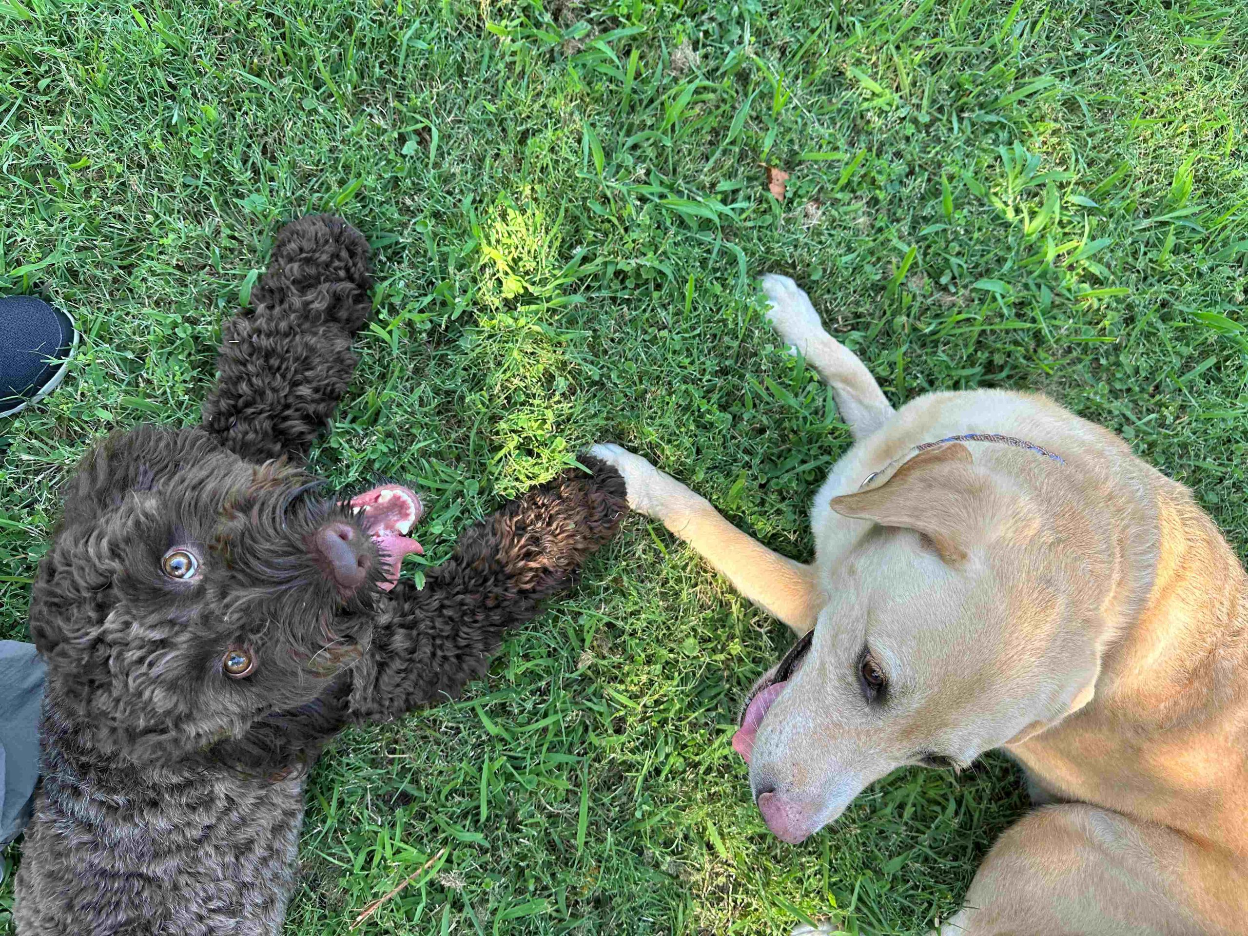 愛犬の介護予防のためのお散歩術～犬も飼い主も足腰が大事〜の写真2