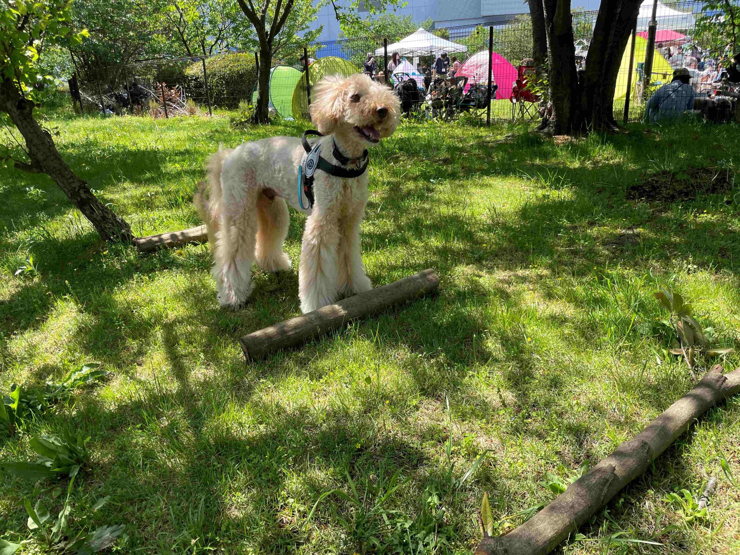 愛犬の介護予防のためのお散歩術～犬も飼い主も足腰が大事〜の写真4